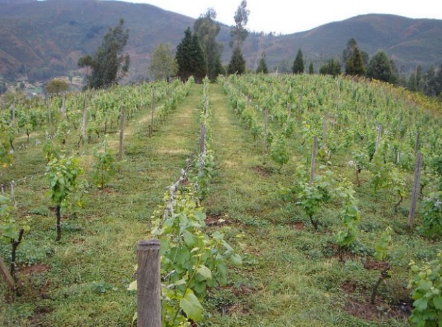 un vinedo entre arboles